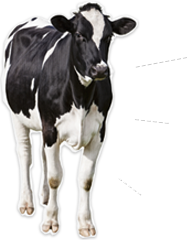 Vitala Milk