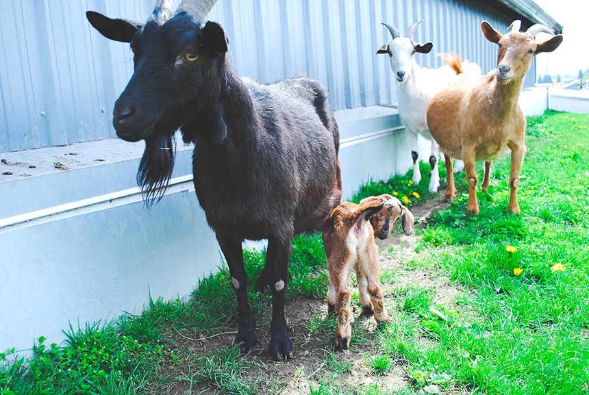 goats 860-2